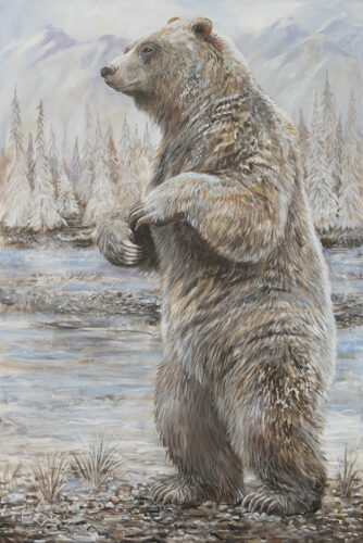 Grizzly Bear Standing on a Riverside Gravel Bar in the Rocky Mountains